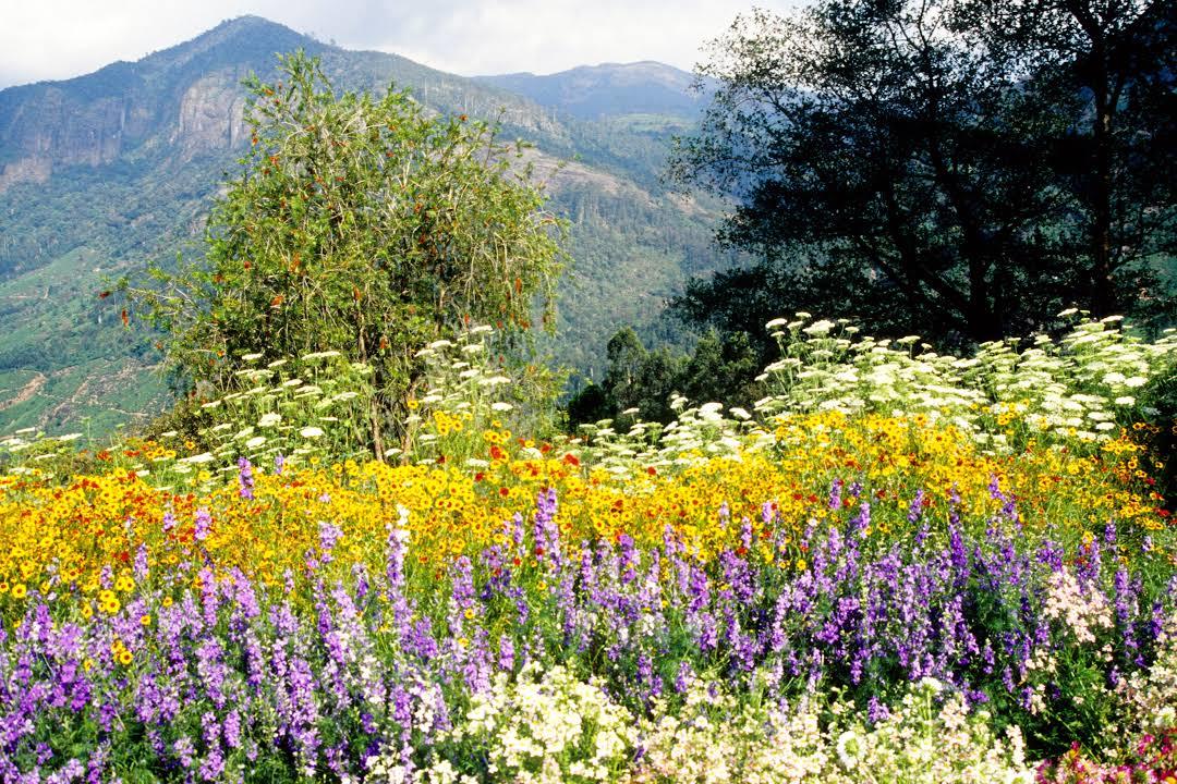 KFDC Floriculture Centre